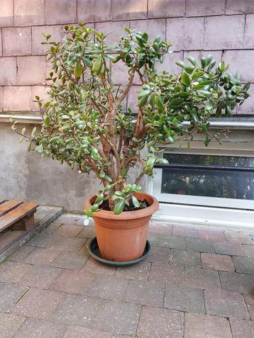 Arbre de jade géant (environ 90 cm) disponible aux enchères