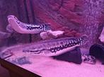 Channa Micropeltes, Dieren en Toebehoren, Vissen | Aquariumvissen, Vis