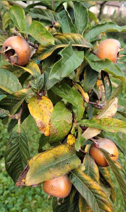 Lekkere verse mispels, bio, uit eigen tuin, Tuin en Terras, Bloembollen en Zaden, Ophalen of Verzenden