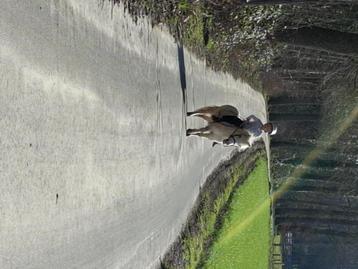 Leuke Shetlandpony van 7jaar in maart, Dieren en Toebehoren, Zadelmak, A pony (tot 1.17m), Recreatiepony, Merrie