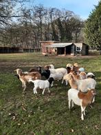 Schapen: rammetjes, Dieren en Toebehoren