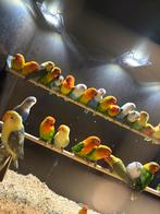 Agapornis fischeri, Dieren en Toebehoren, Vogels | Parkieten en Papegaaien, Meerdere dieren, Dwergpapegaai of Agapornis, Geringd