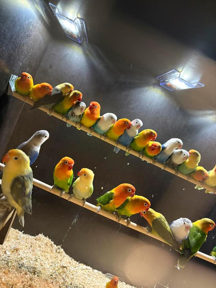Agapornis fischeri, Dieren en Toebehoren, Vogels | Parkieten en Papegaaien, Dwergpapegaai of Agapornis, Meerdere dieren, Geringd