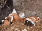 Cuy zeugen 4 weken, Dieren en Toebehoren