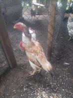 Shamo hen, Dieren en Toebehoren, Vrouwelijk, Kip