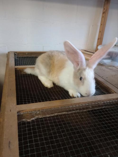 Duitse reus konijnen, Dieren en Toebehoren, Konijnen