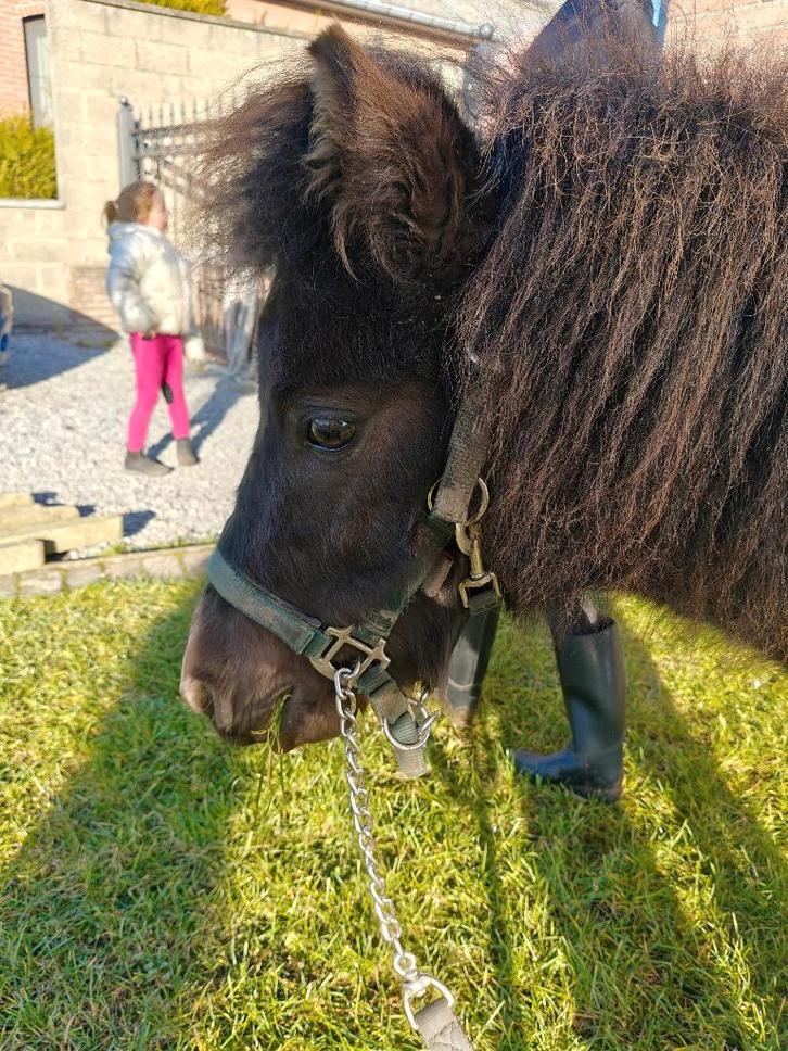 Moon, Dieren en Toebehoren, Pony's, Hengst, Onbeleerd, A pony (tot 1.17m), Recreatiepony, 0 tot 2 jaar, Gechipt, Ontwormd, Ingeënt