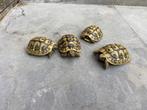 Griekse landschildpadjes, Dieren en Toebehoren, Reptielen en Amfibieën, Schildpad, Tam, 3 tot 6 jaar