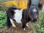 Shetland hengst, Dieren en Toebehoren, Hengst