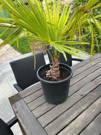 Palmboompje, Tuin en Terras, Ophalen
