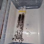 Camponotus barbaricus 1q 125-140w | mieren ant mierenkolonie, Dieren en Toebehoren, Insecten en Spinnen, Mieren