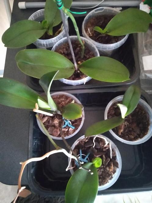 Stekjes orchidee, Huis en Inrichting, Kamerplanten, Ophalen