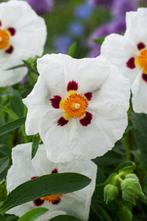 1 cistus alan fradd , vaste plant of struikje, Ophalen, Vaste plant