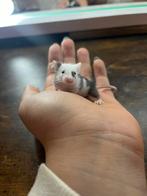 Handtamme kleurmuisjes, Animaux & Accessoires, Rongeurs, Décembre, Domestique, Plusieurs animaux, Souris