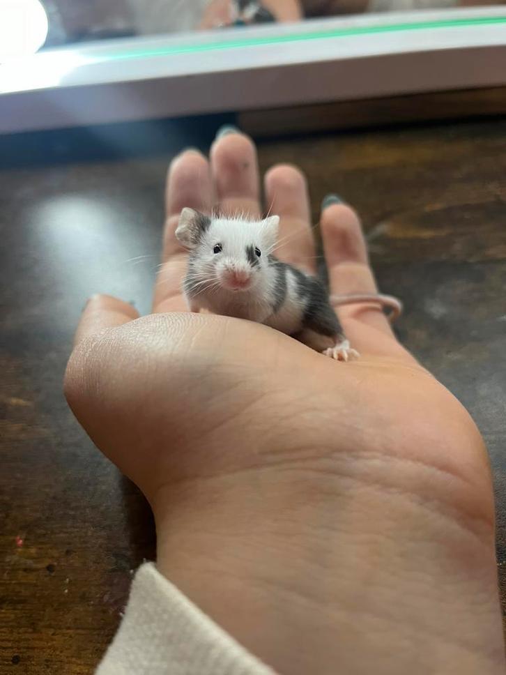 Handtamme kleurmuisjes, Animaux & Accessoires, Rongeurs, Plusieurs animaux, Souris, Décembre, Domestique