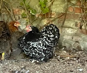2 Cochin kriel hennen beschikbaar voor biedingen