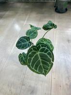 Anthurium Crystallinum x Silver Blush Hybrid, Huis en Inrichting, Kamerplanten, Ophalen of Verzenden