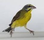 mozambique sijs, Mannelijk, Tropenvogel, Geringd