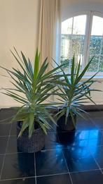 Twee grote sterke kamerplanten Yucca, Ophalen, Yucca
