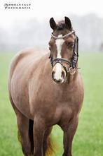 Welsh B pony merrie, Dieren en Toebehoren, Pony's, Merrie, B