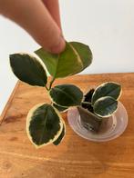 Hoya Australis Albomarginata, Huis en Inrichting, Ophalen of Verzenden