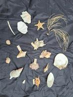 Collectie schelpen en koralen, Verzamelen, Mineralen en Fossielen, Schelp(en), Ophalen of Verzenden