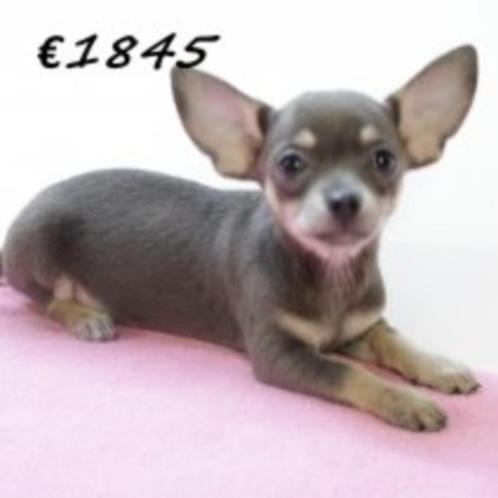 Chihuahua (teefjes) pups te koop, Dieren en Toebehoren, Honden | Chihuahua's en Gezelschapshonden, Teef, Chihuahua, Handelaar