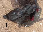 Hennen, Dieren en Toebehoren, Pluimvee