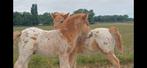 Prachtige lieve kindvriendelijke appaloosa veulens, Dieren en Toebehoren, Pony's, 0 tot 2 jaar, Hengst, A pony (tot 1.17m), Onbeleerd