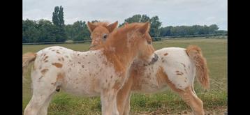Prachtige lieve kindvriendelijke appaloosa veulens  beschikbaar voor biedingen