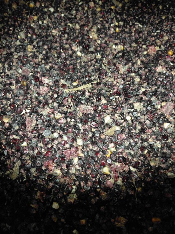 Mais Zwarte, Zakelijke goederen, Landbouw | Veevoer, Ophalen