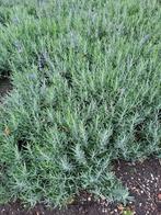 dikke bossen lavendel ,uit volle grond ,v, a 1,20€, Volle zon, Vaste plant, Zomer, Ophalen