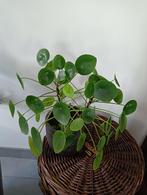 Pilea Peperomioides, Ophalen