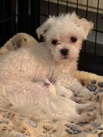 Maltezer pups, Dieren en Toebehoren, België, Maltezer, CDV (hondenziekte), 8 tot 15 weken