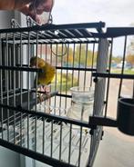 chardonneret × Raza chant 100% chardonneret 2025, Dieren en Toebehoren