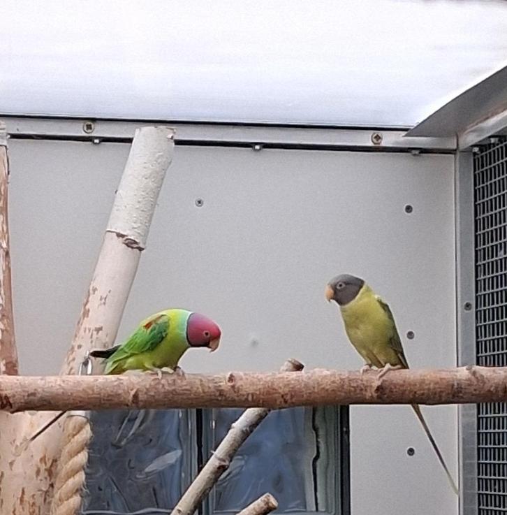 jong koppel pruimkoppen van 2022 juist 3 jaar kweekrijp, Dieren en Toebehoren, Vogels | Parkieten en Papegaaien, Parkiet, Geringd