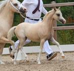 Prachtig en kwaliteitsvol palomino merrieveulen!, Dieren en Toebehoren, Merrie, Gechipt, Niet van toepassing, 0 tot 2 jaar