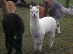 alpaca veulentjes, Augustus, Meerdere dieren
