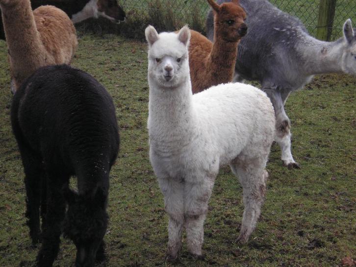 alpaca veulentjes, Dieren en Toebehoren, Overige Dieren, Meerdere dieren, Augustus