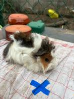 Mooi beertje zoekt een huisje, Cavia, Mannelijk, Tam, September