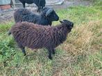 Ouessant ram lammeren, Dieren en Toebehoren, Schapen, Geiten en Varkens, Schaap, 0 tot 2 jaar