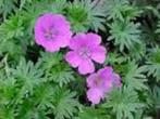 Geranium sanguineum 'John Elsley', Volle zon, Vaste plant, Zomer, Ophalen