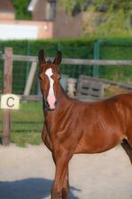 hengstenveulen, Dieren en Toebehoren, Paarden, Hengst, Onbeleerd, Springpaard, 0 tot 2 jaar