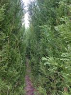 Conifère/épicéa : cyprès de Leylandii, Jardin & Terrasse, Plantes | Arbustes & Haies, Enlèvement, Conifère, Haie, 250 cm ou plus