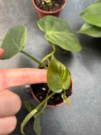Philodendron hederaceum, Ophalen of Verzenden