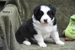 Prachtige Border Collie pups, Colley, Plusieurs, Hépatite contagieuse (maladie de Rubarth), Belgique