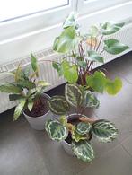 Kamerplant met pot 3 stuks, Huis en Inrichting, Kamerplanten, Ophalen