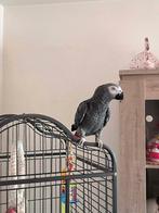 gris du gabon +cage, Animaux & Accessoires, Oiseaux | Accessoires, Enlèvement