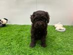 Nestje Toy Poedel pups