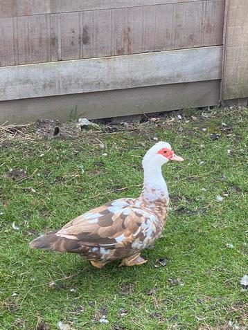 Bevruchte barberie eieren te koop, Dieren en Toebehoren, Pluimvee